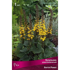 Бузульник Боттл Рокет (узкоголовчатый)