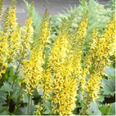 Бузульник узкоголовчатый Литтл Рокет