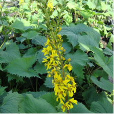 Бузульник узколистный Рокет