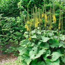 Бузульник Вильсона  