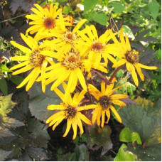 Бузульник зубчатый Бритт Мари Кроуфорд