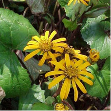 Бузульник зубчатый Дездемона