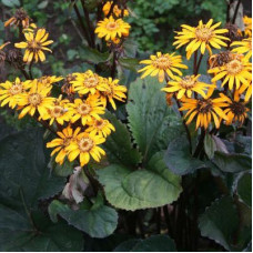 Бузульник зубчатый Миднайт Лэди