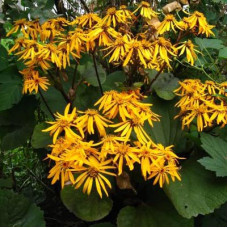 Бузульник зубчатый Отелло