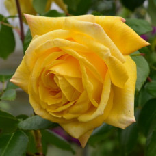 Роза плетистая Казино