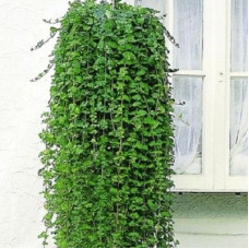 Чабер Дугласа Индиант Минт