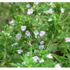 Чабер Карпатен  