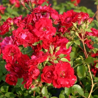Роза канадская парковая Чамплейн