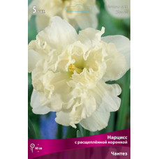 Нарцисс Чантез