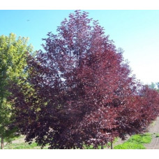 Черемуха обыкновенная Неубиенная  