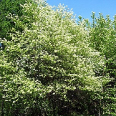 Черемуха Маака