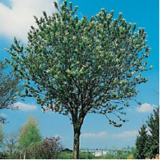 Черемуха Маака Амбер Бьюти