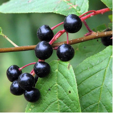 Черемуха обыкновенная