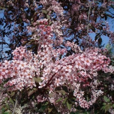 Черемуха виргинская Шуберт