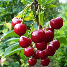 Черешня Бряночка