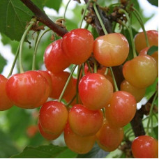 Черешня Брянская розовая