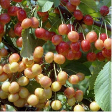 Черешня Фатеж