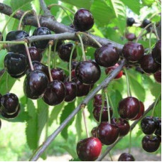 Черешня Любимица Астахова