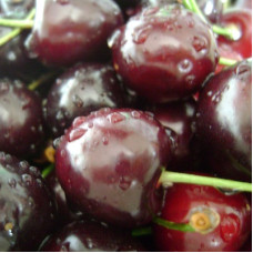 Черешня Оленька