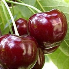 Черешня Веда