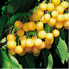 Черешня Чермашная