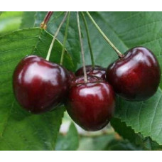 Черешня Ленинградская черная