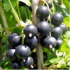 Смородина черная Геркулес