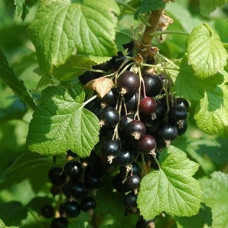 Смородина черная Лентяй