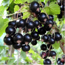 Смородина черная Орловская Серенада