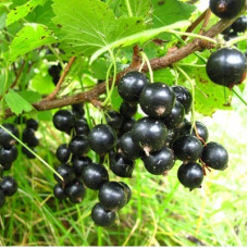 Смородина черная Петербурженка