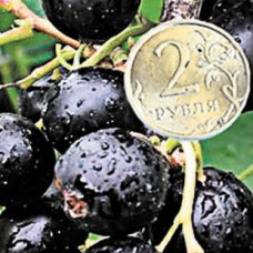 Смородина черная Ядреная