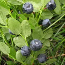 Черника обыкновенная