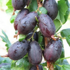 Крыжовник Черномор