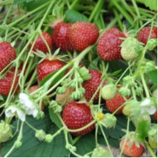 Земляника (клубника) садовая Черри Берри