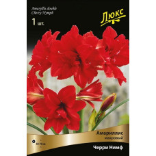 Амариллис Черри Нимф