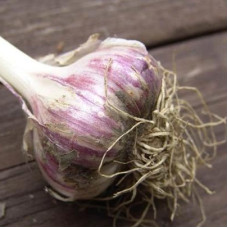 Чеснок озимый Грибовский