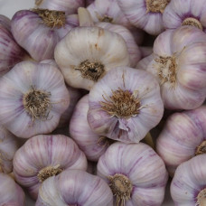 Чеснок Любаша 