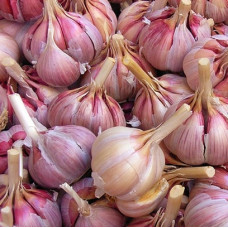 Чеснок озимый Подмосковный 
