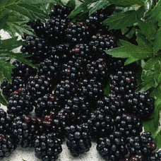 Ежевика Честер Тонлес