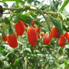 Годжи китайский (Лициум) Чиненс