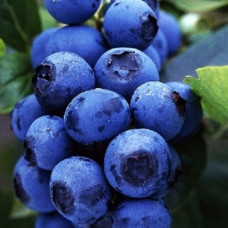 Голубика высокорослая Чиппева