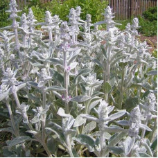 Чистец шерстистый