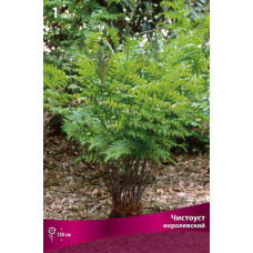 Чистоуст королевский  