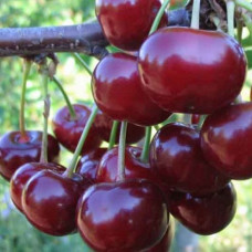 Вишня (дюк) Чудо-вишня