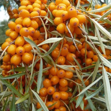 Облепиха Чуйская