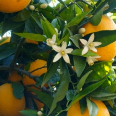 Цитрус Апельсин (Аранция)  