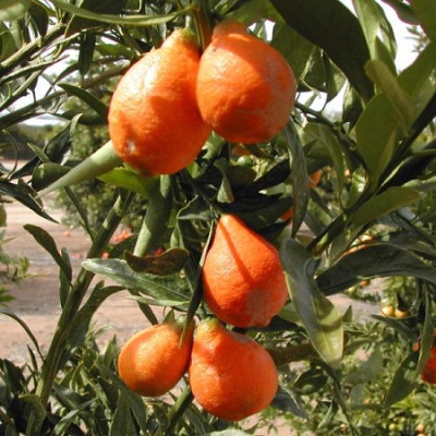 Цитрус Оранжекват  