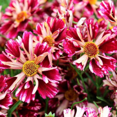 Кореопсис Руби Фрост  