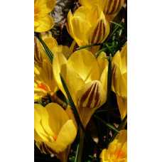 Крокус Джипси Герл (ботанический)