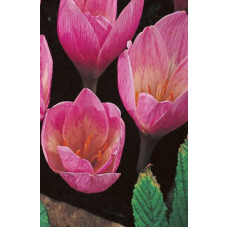 Крокус Кочи (зонатус)